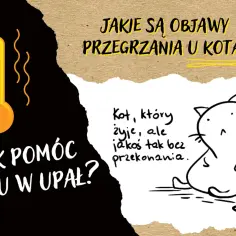 Ilustracja przedstawia termometr wskazujący wysoką temperaturę i smutnego kota.