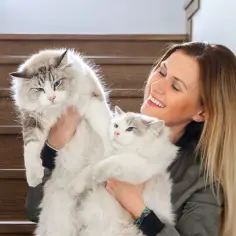 Ragdoll kotka czy kocur - poznaj różnice w ich charakterze