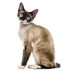 Rasa Devon Rex: niezwykłe cechy i wymagania opieki nad kotem