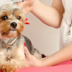 Yorkshire terrier poddawany pielęgnacji, strzyżenie sierści nożyczkami.