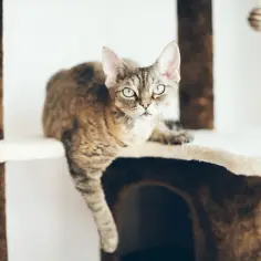 Gdzie znaleźć zdrowe koty Devon Rex w Zachodniopomorskiem?