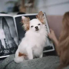 Długowłosy chihuahua siedzi obok otwartej książki ze zdjęciami miasta.