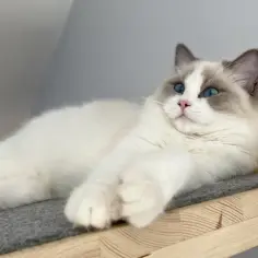 Czy ragdoll gubi sierść? Oto, co musisz wiedzieć o linieniu