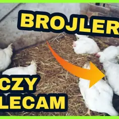 Jak rozmnażają się brojlery i dlaczego nie są do tego stworzone