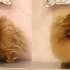 Kiedy pomeranian zmienia sierść i jak zadbać o jego futro