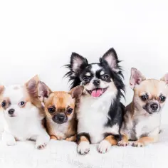 Chihuahua sierść czy włosy? Zaskakujące różnice i pielęgnacja
