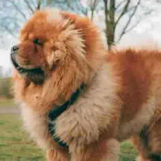 Chow chow sierść czy włosy – Co musisz wiedzieć o ich pielęgnacji