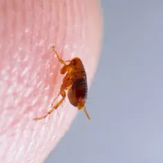 Jak rozmnażają się pchły i dlaczego ich populacja rośnie tak szybko