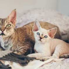 Dwa koty rasy Devon Rex leżące na kocu. Jeden rudy pręgowany, drugi biały z niebieskimi oczami.