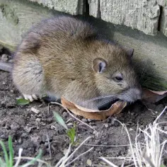 Jak szybko rozmnażają się szczury? Zaskakujące fakty o ich cyklu rozrodczym