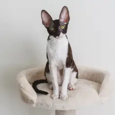 Devon Cornish Rex - Kluczowe różnice i cechy obu ras kotów
