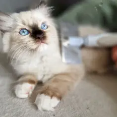 Kociak rasy Ragdoll z niebieskimi oczami jest czesany szczotką.