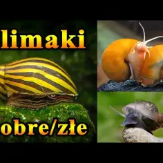 Jak rozmnażają się ślimaki akwariowe? Odkryj sekrety ich hodowli