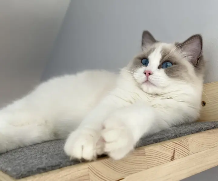 Czy ragdoll gubi sierść? Oto, co musisz wiedzieć o linieniu