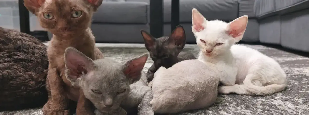 Zdjęcie Gdzie znaleźć kocięta Devon Rex we Wrocławiu - ceny i hodowcy