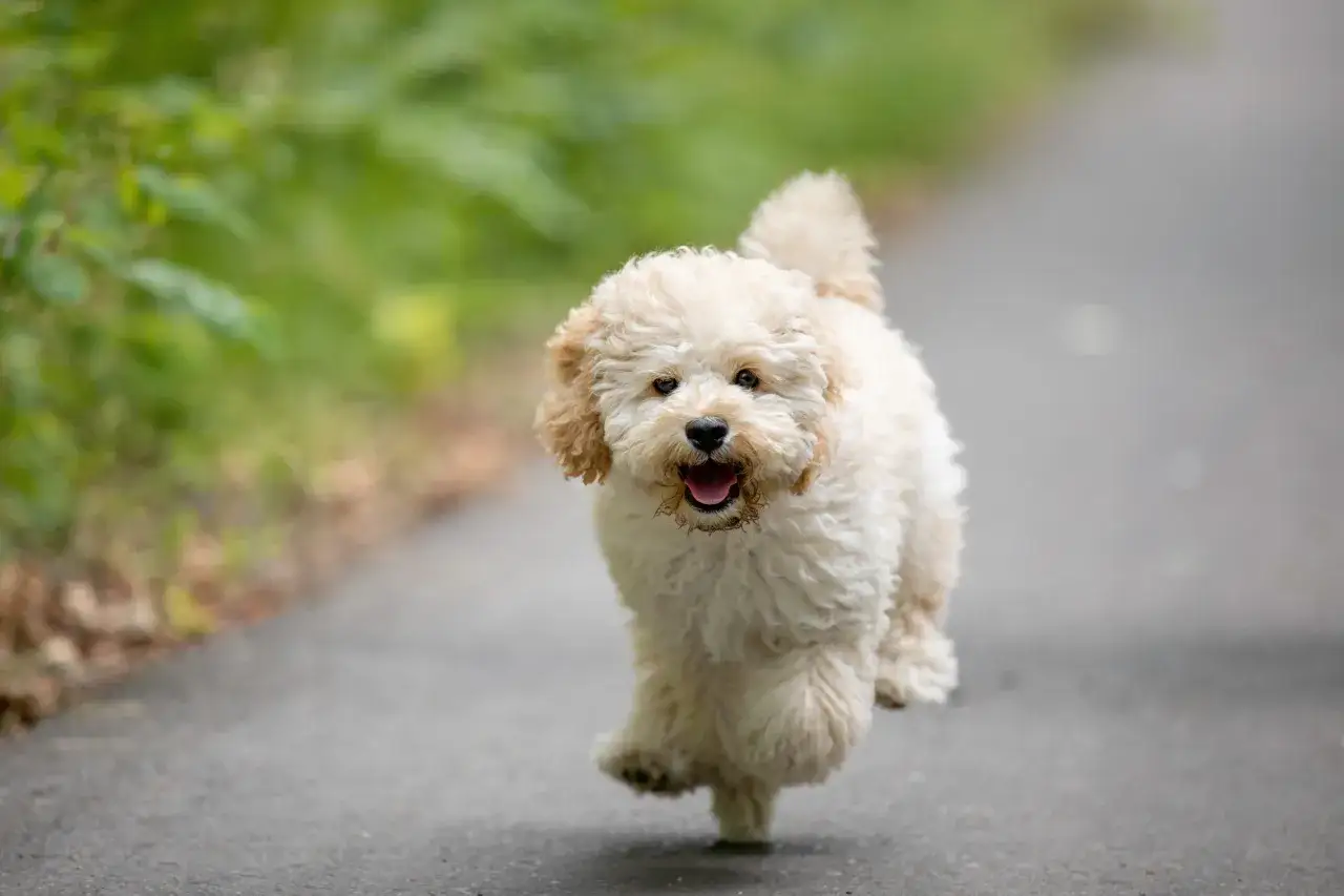 Zdjęcie Maltipoo włosy czy sierść - jak dbać o unikalną okrywę?