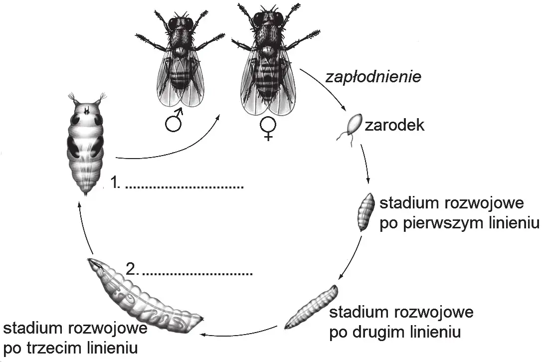 Zdjęcie Jak muszki owocówki się rozmnażają? Zaskakujące fakty o ich cyklu życia