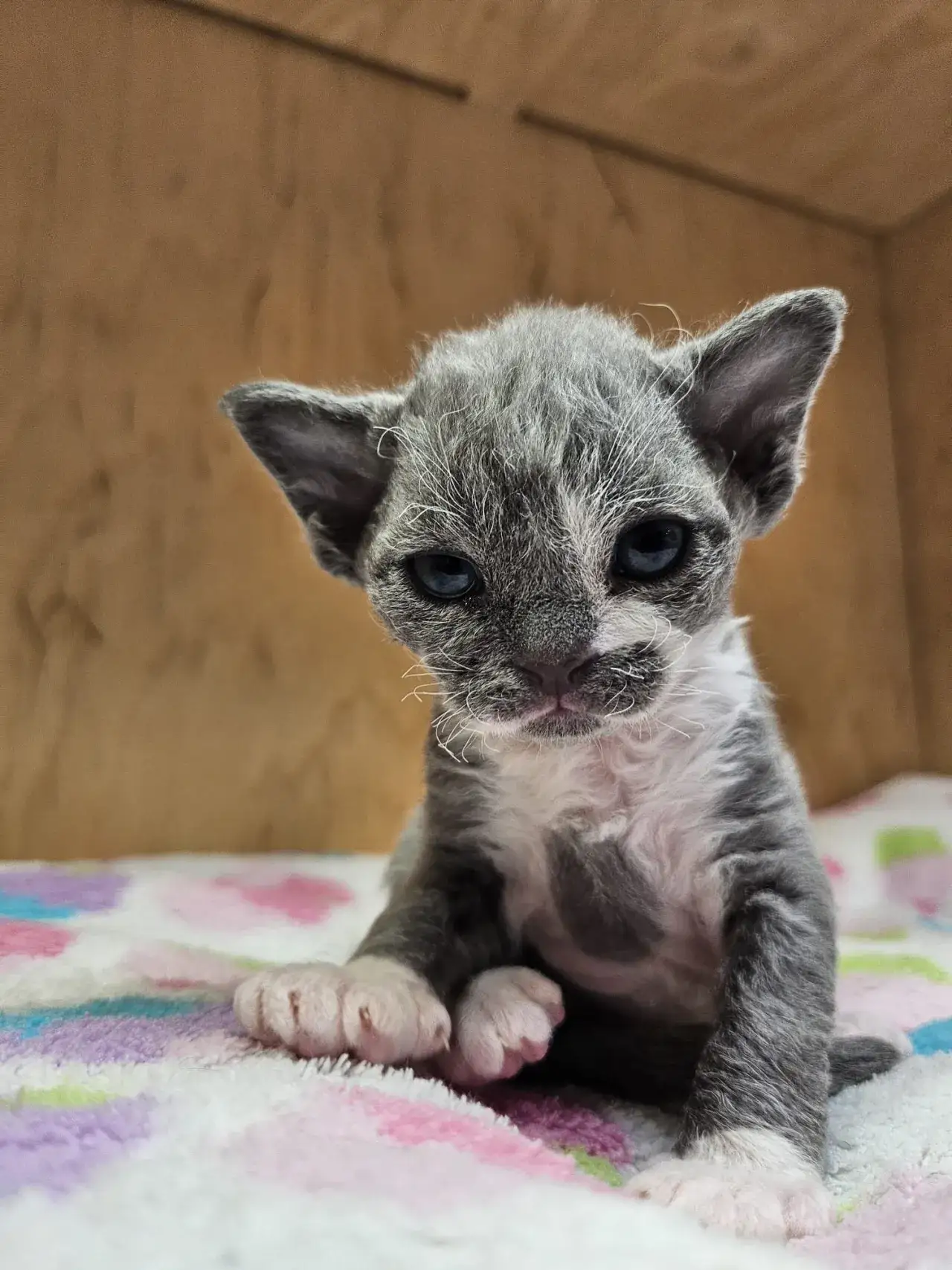 Zdjęcie Czym wyróżnia się devon rex czekoladowy? Cechy i temperament tej rasy