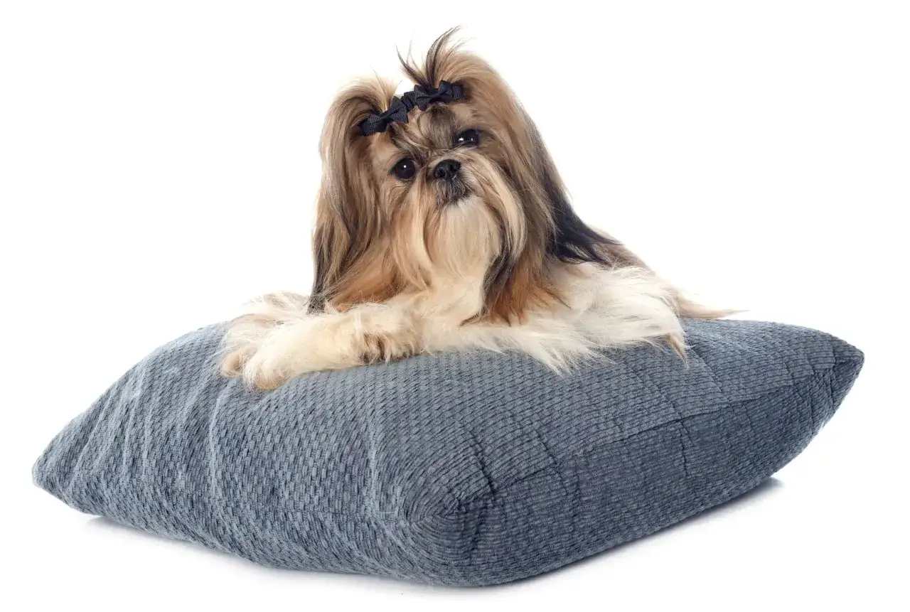 Zdjęcie Shih Tzu sierść czy włosy – odkryj prawdę o ich pielęgnacji