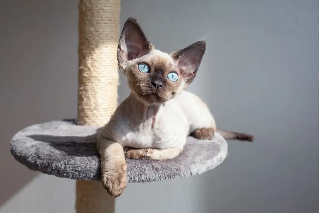 Zdjęcie Devon rex point – wyjątkowe koty o niepowtarzalnej urodzie i charakterze