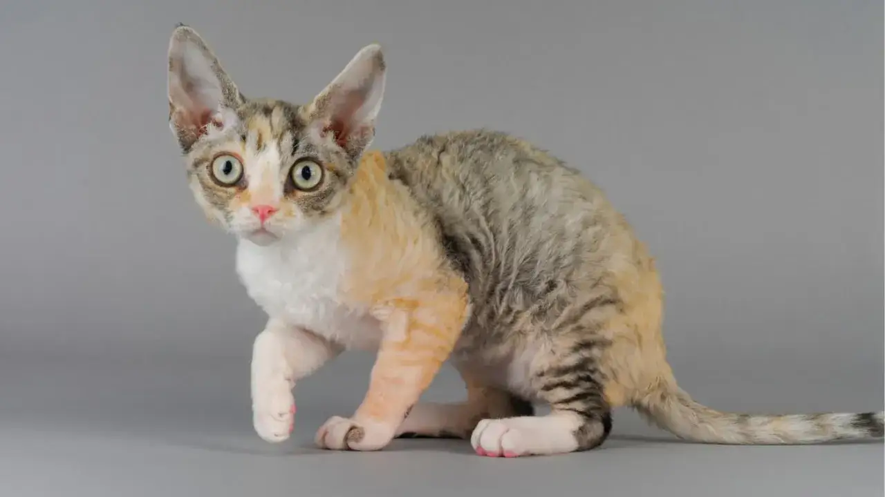 Zdjęcie Devon rex liliowy - piękno i unikalne cechy tej rasy kotów