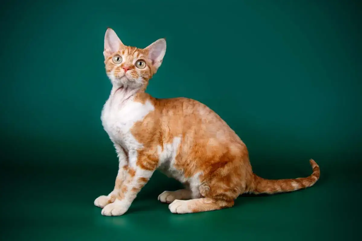 Zdjęcie Devon Rex a Sfinks: Kluczowe różnice i wybór najlepszego kota