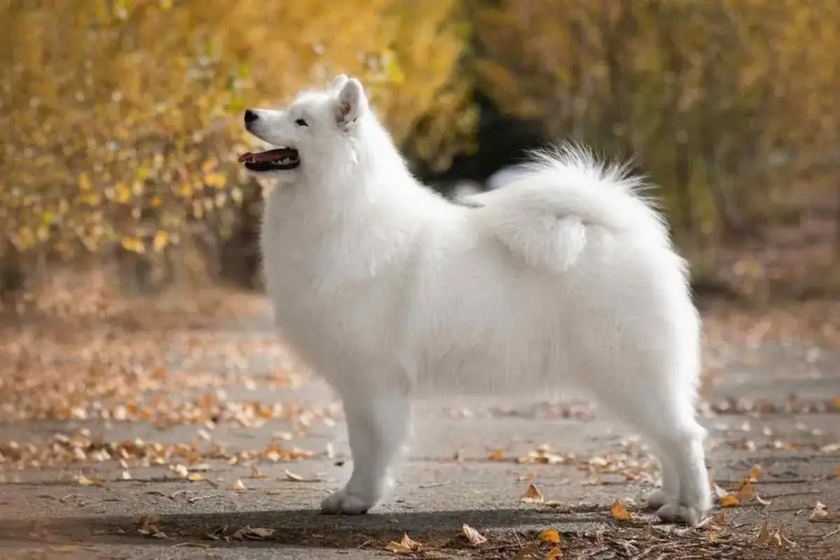 Zdjęcie Samoyed czy gubi sierść? Odkryj prawdę o linieniu i pielęgnacji