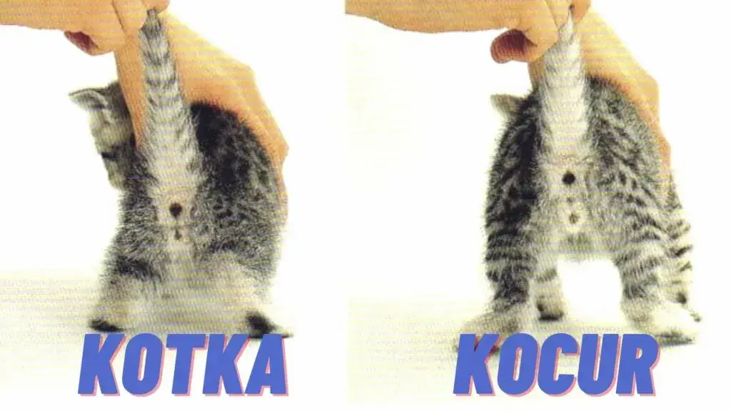 Zdjęcie Kotek czy kotka - odkryj kluczowe różnice przed adopcją