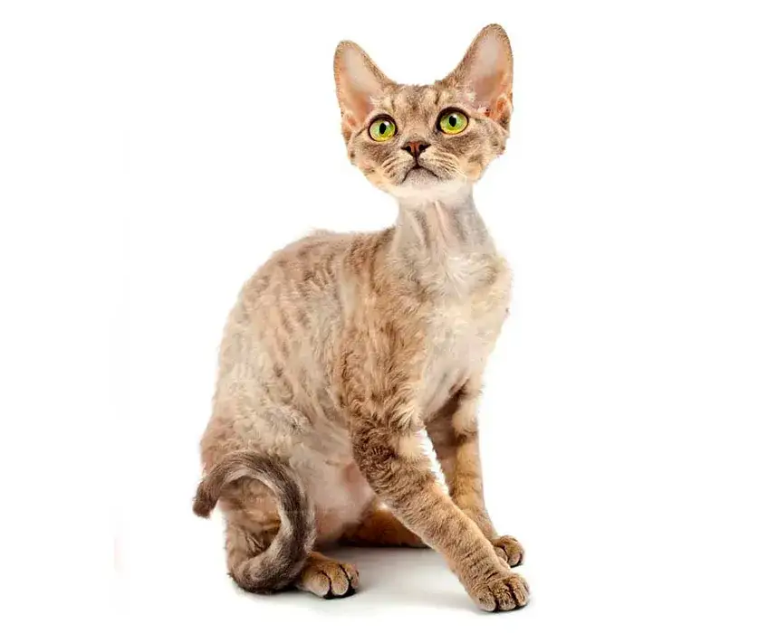 Zdjęcie Gdzie znaleźć zdrowe koty Devon Rex w Zachodniopomorskiem?