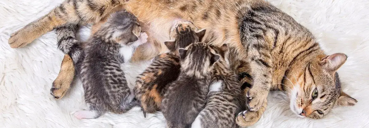 Zdjęcie Czy kotka może rodzić na raty? Odkryj, co jest normalne w porodzie