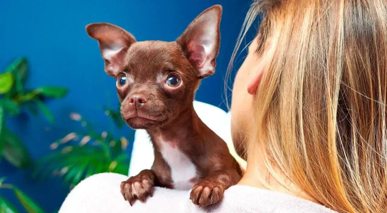 Zdjęcie Chihuahua sierść czy włosy? Zaskakujące różnice i pielęgnacja