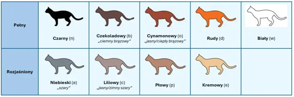 Zdjęcie Kolory Devon Rex: Odkryj niezwykłe odcienie i zmiany sierści