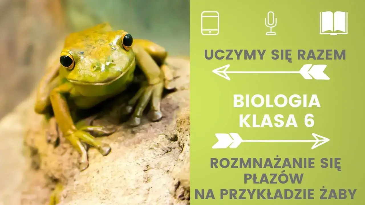 Zdjęcie Jak żaby się rozmnażają? Zaskakujące etapy ich rozwoju i życia