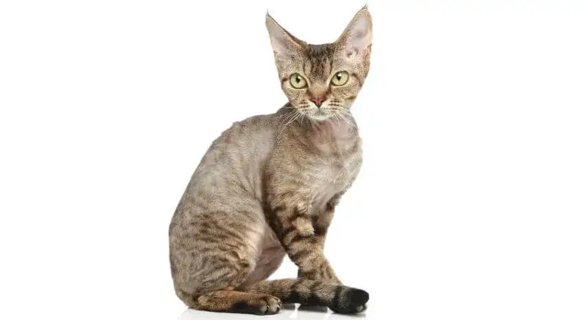 Zdjęcie Ceny kociąt Devon Rex w Polsce – co wpływa na ich koszt?