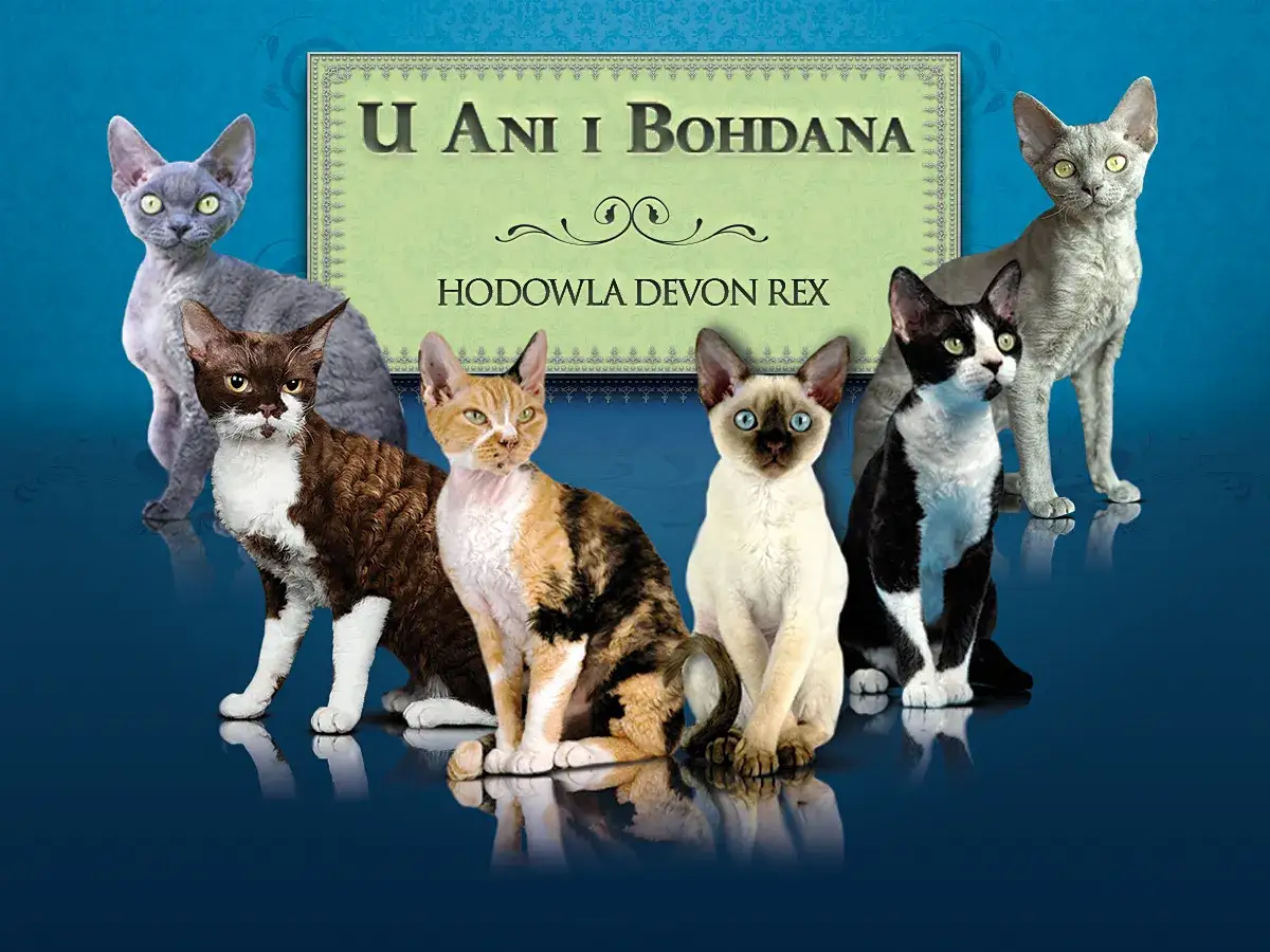 Zdjęcie Hodowla Devon Rex w Warszawie - jak wybrać najlepszego hodowcę?