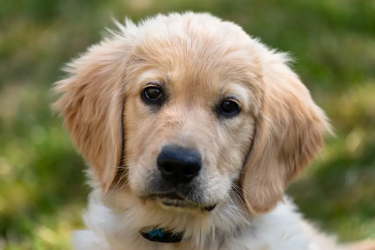 Zdjęcie Czy golden retriever ma włosy czy sierść? Odkryj prawdę o ich futrze