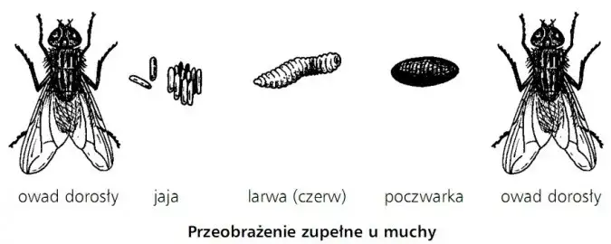 Zdjęcie Jak rozmnażają się owady? Ciekawe fakty i nieznane metody rozmnażania