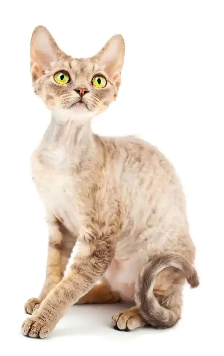 Zdjęcie Devon rex liliowy - piękno i unikalne cechy tej rasy kotów