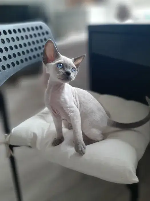 Zdjęcie Ceny kotów Devon Rex w Polsce: co wpływa na koszt zakupu?