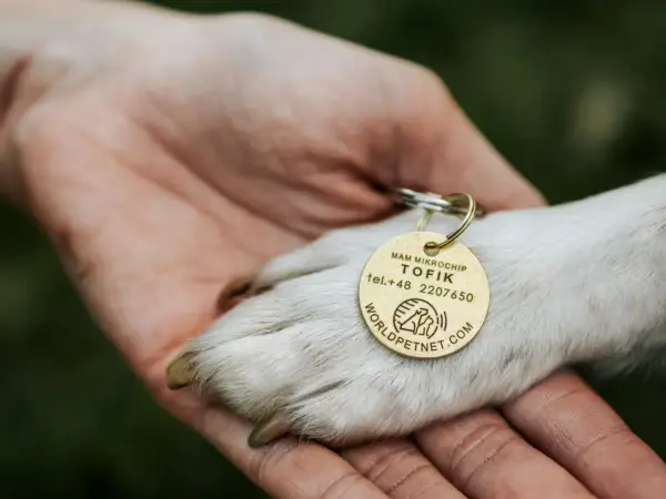 Darmowa rejestracja chipa psa: Jak to zrobić krok po kroku?