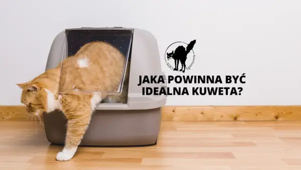 Kuweta dla dużego kota: Jak wybrać idealny rozmiar i typ?