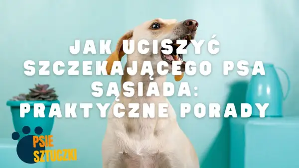 Głośne szczekanie psa w dzień? Jak rozwiązać problem i przywrócić spokój
