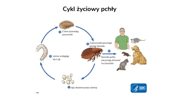 Jak szybko rozmnażają się pchły? Zrozum cykl życia