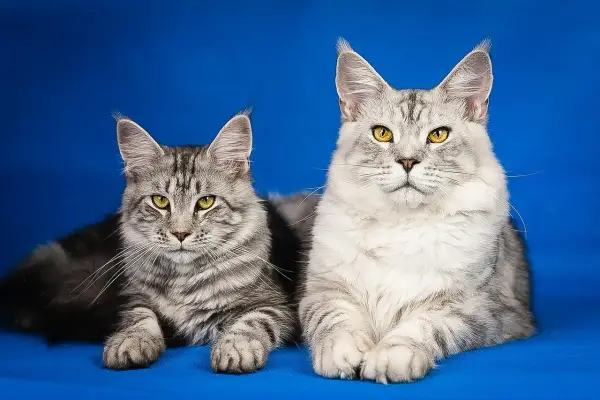 Norweski Leśny vs Maine Coon: Którego kota wybrać?