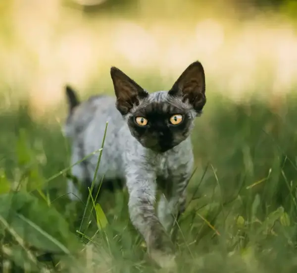 Czarny Devon Rex: unikalne cechy, pielęgnacja i adopcja kota