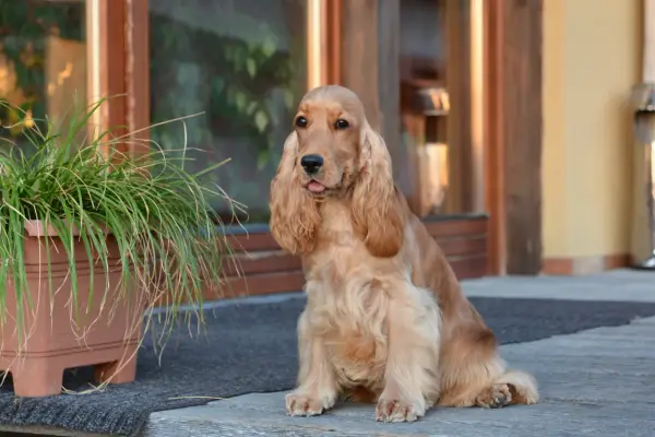 Cocker spaniel linieje? Jak ograniczyć sierść w domu - poradnik