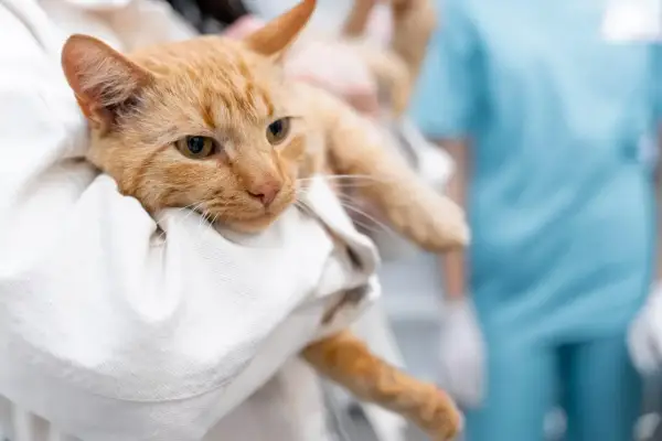 Triaditis u kota: objawy, diagnoza i leczenie kompleksowy przewodnik
