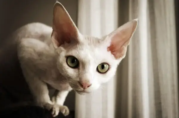 Czy Devon Rex uczula? Fakty o alergiach na tę rasę kotów