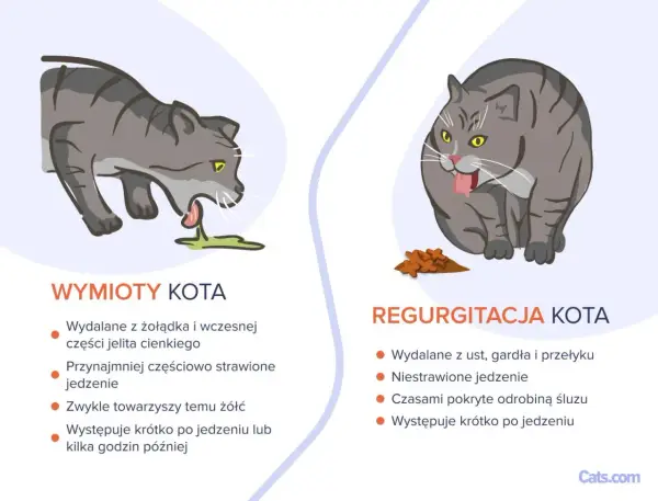 Kot wymiotuje żółcią? Poznaj przyczyny i jak pomóc kotu