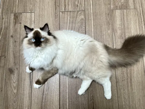 Ragdoll dla alergika? Sprawdź, czy to możliwe!